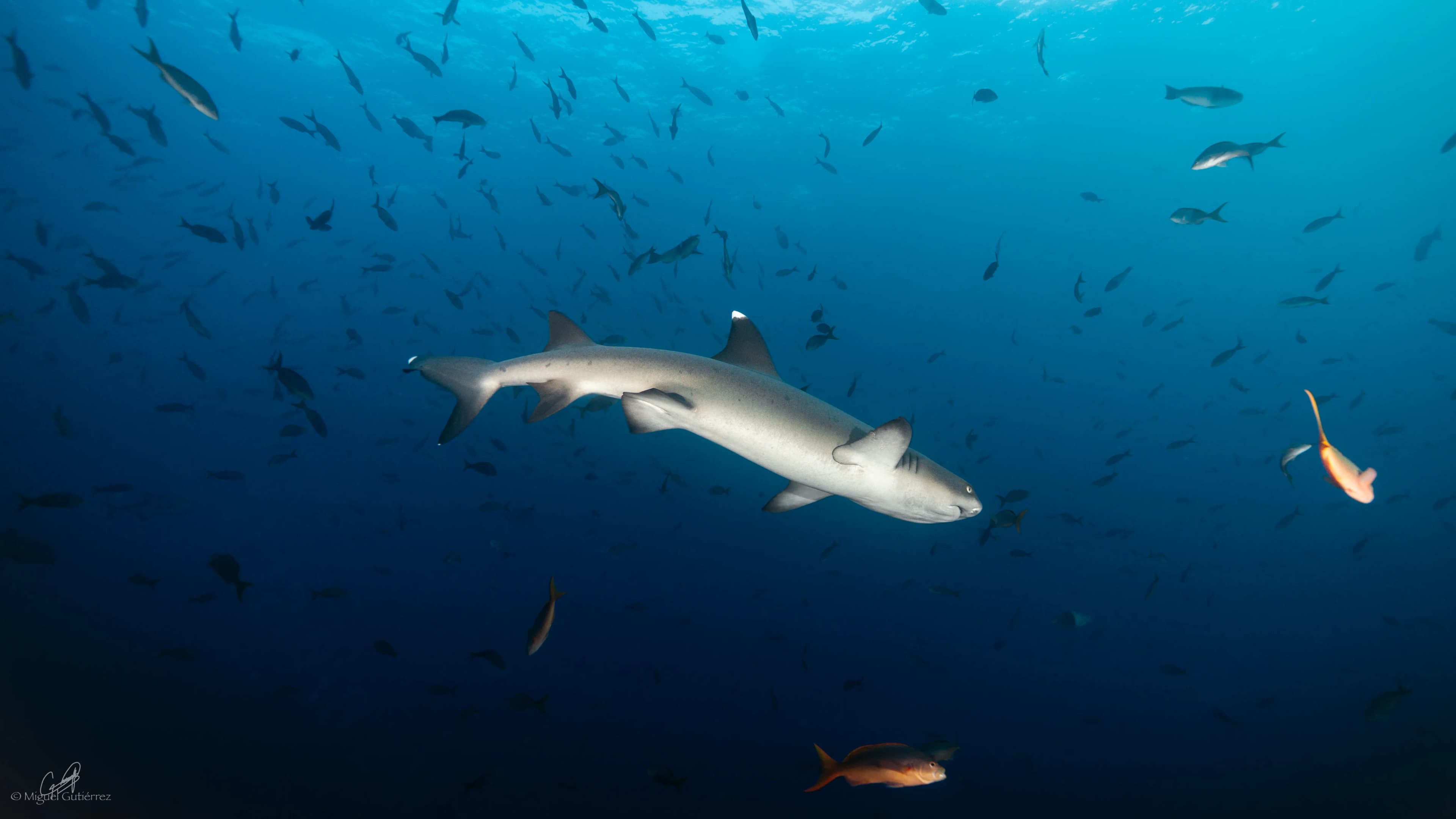 Whitetip reef sharks resting on the ocean floor
