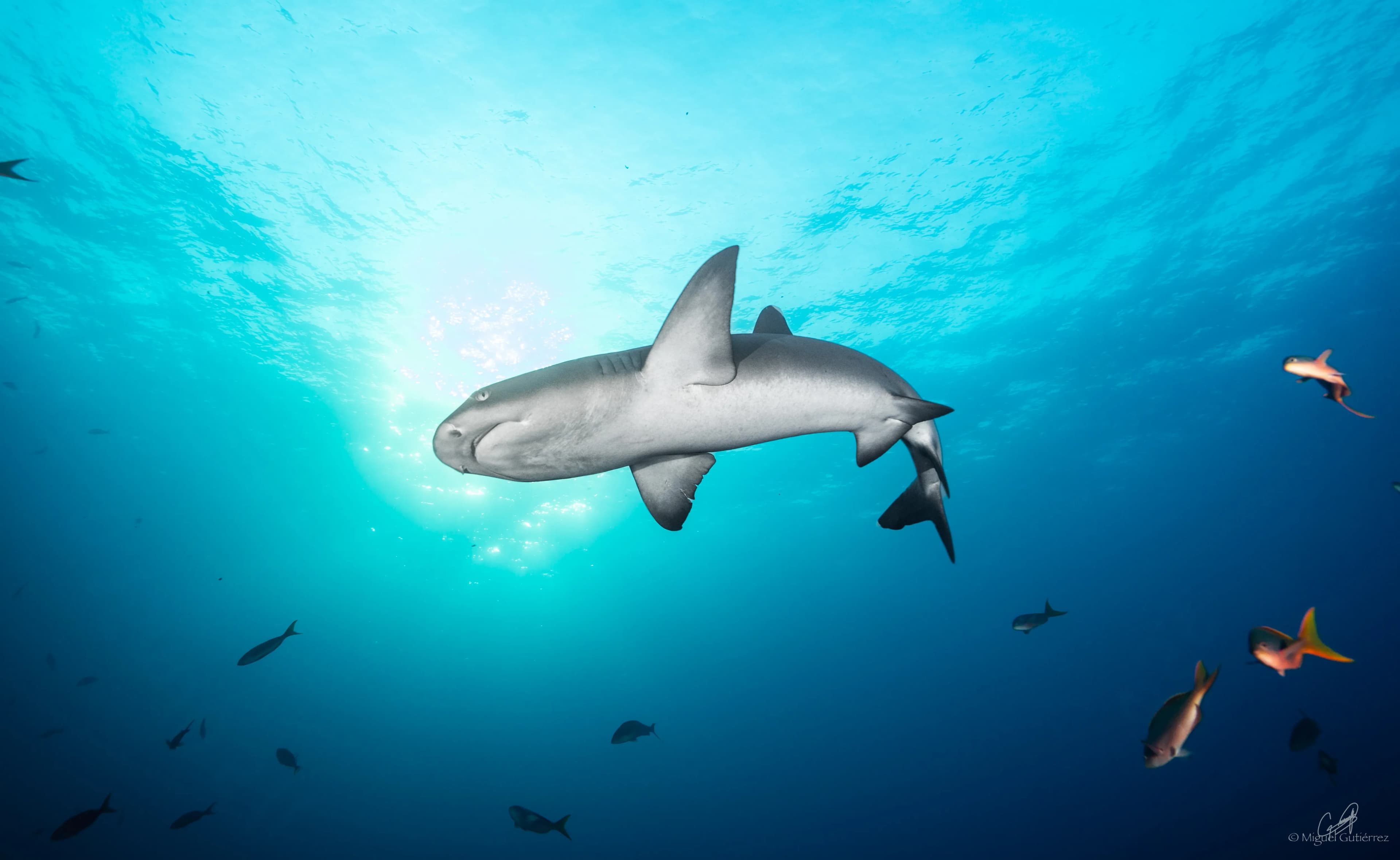 Whitetip reef sharks in crystal-clear Socorro waters