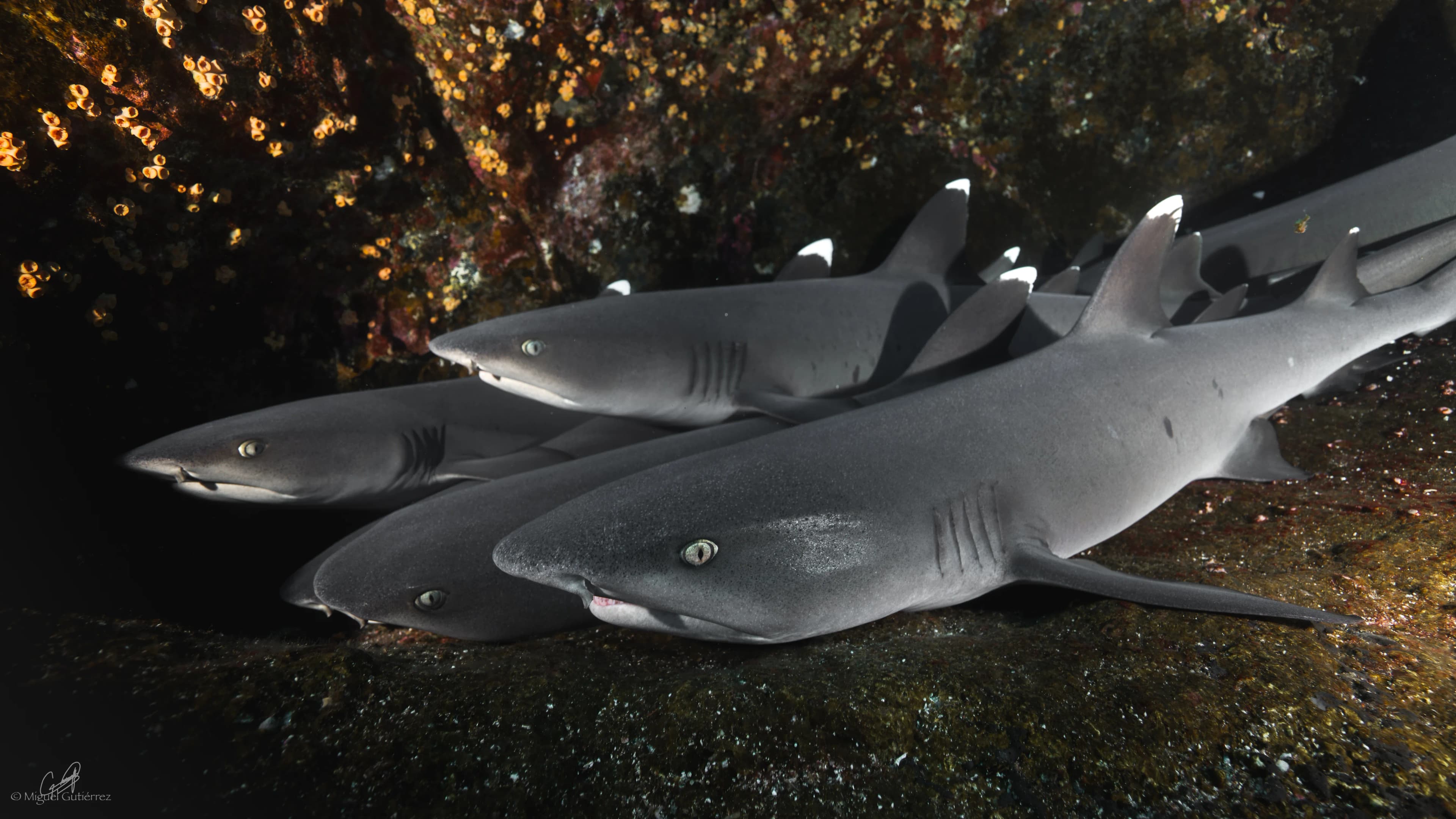 Whitetip reef sharks from the balcony view