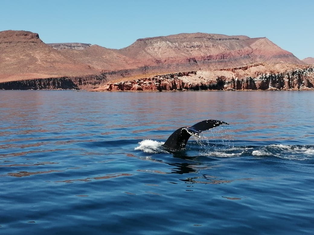Gray whale spyhopping near the coast of Magdalena Bay