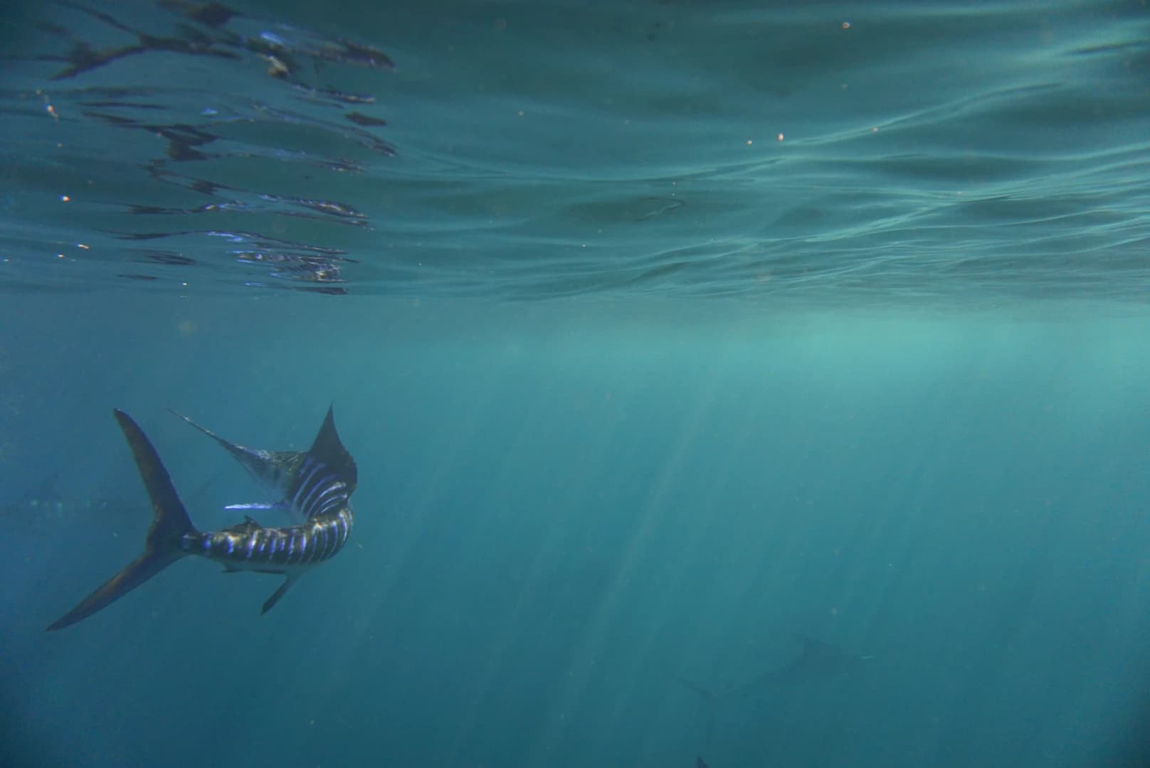 Swordfish in the sardine run