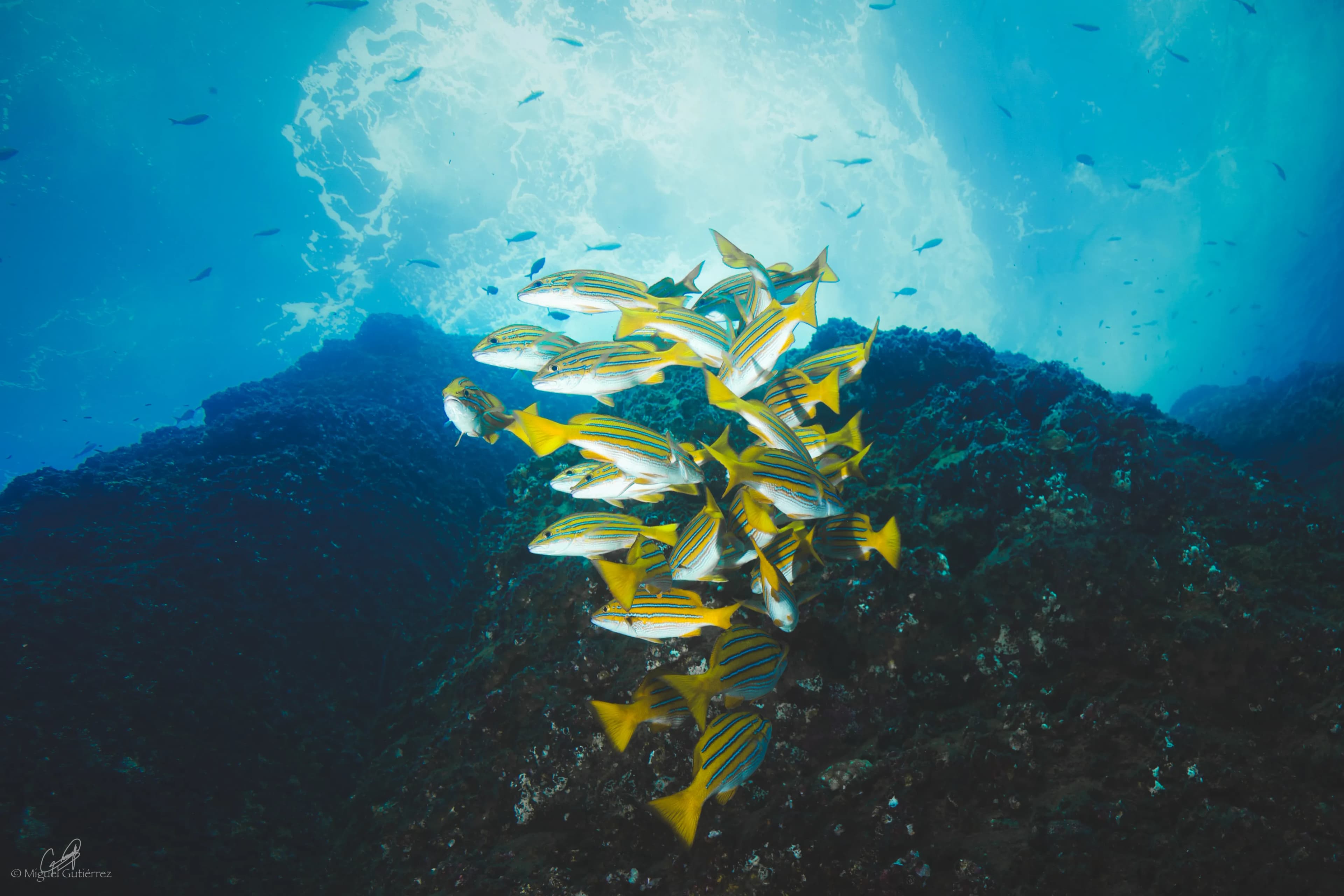 School of snappers swarming Roca Partida